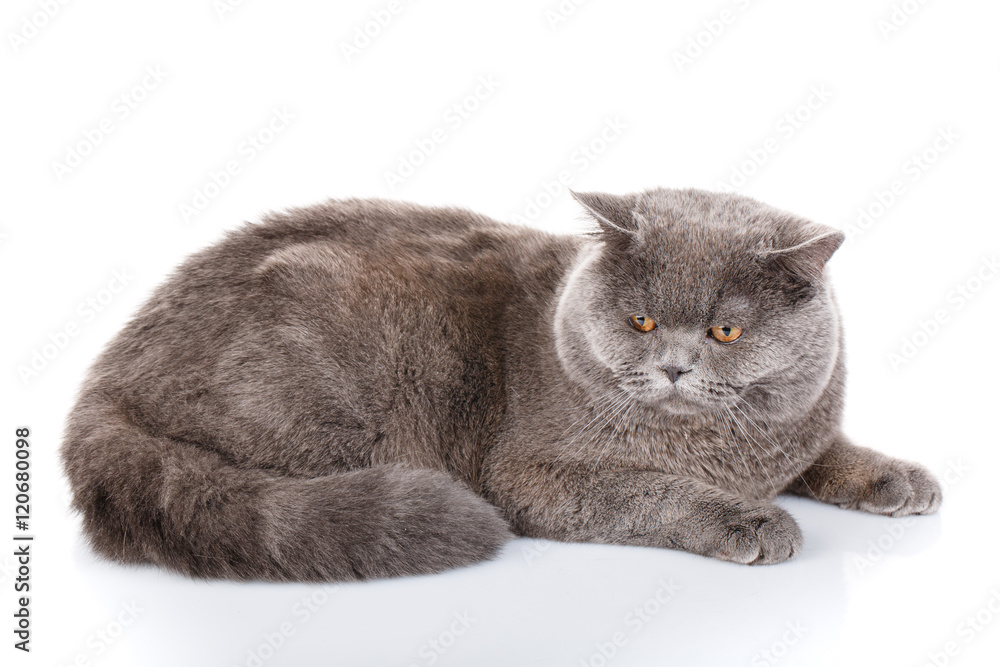 Obraz premium szary kot brytyjski prosto leżący na białym tle