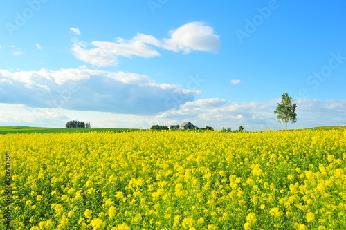 Yellow Flower Fields in Biei, Hokkaido, Japan