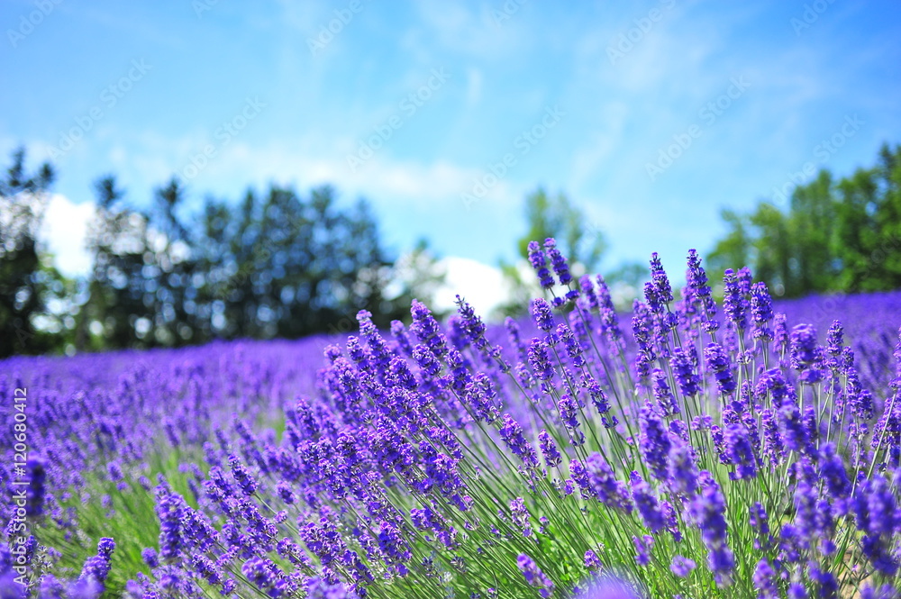 Fototapeta premium Lavender Flower Fields in Hokkaido, Japan