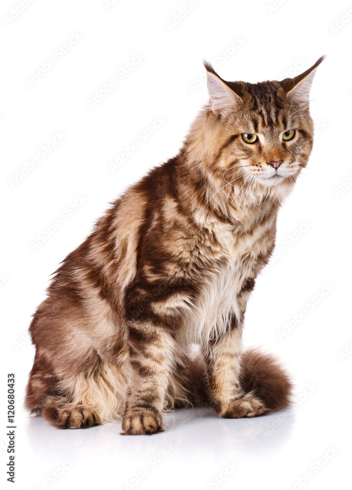 brown Maine Coon cat sits on a white background, photo studio