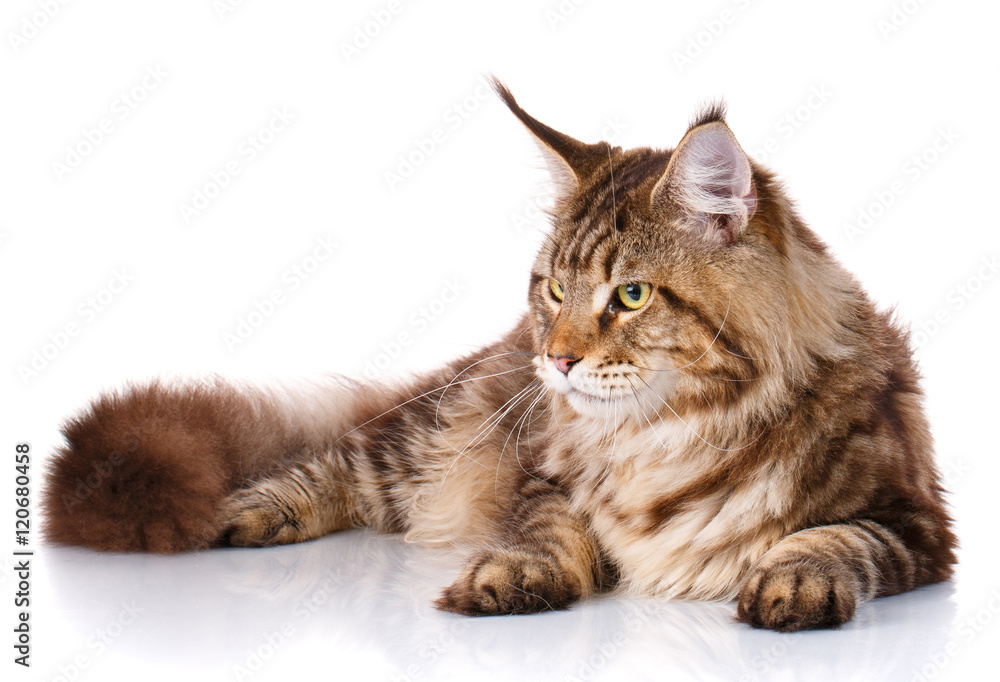 brown Maine Coon cat lying on white background