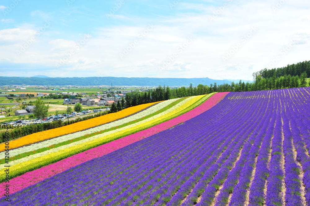 Fototapeta premium Lavender Flower Fields in Hokkaido, Japan