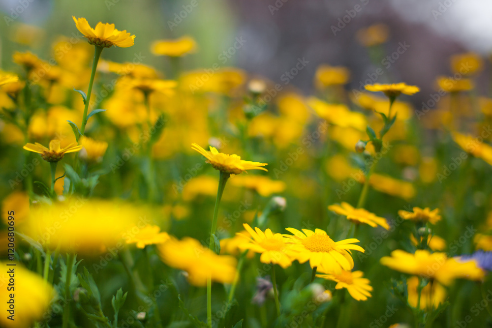 Obraz premium Yellow aster wildflowers