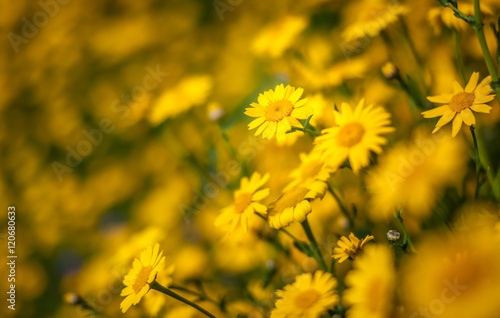 Yellow aster wildflowers