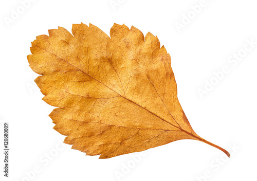 autumn red leaf isolated on white, way in path, macro photo
