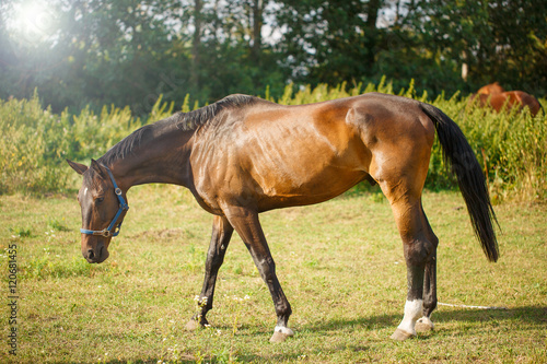 Beautiful Brown Horse in a Green Field