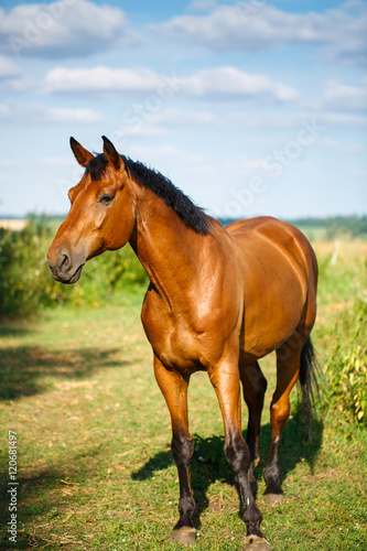 Beautiful Brown Horse in a Green Field © serkucher