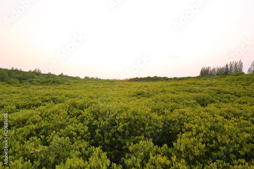 Mangrove trees of Thung Prong Thong forest in Rayong at Thailand