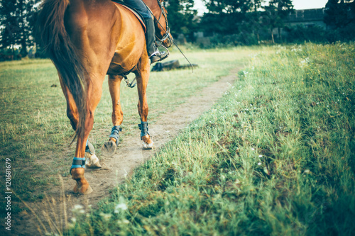 girl riding a brown horse on green meadow, place for text