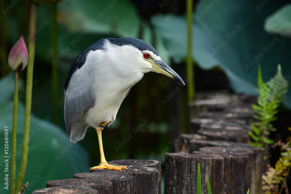Adult black-crowned night heron waiting patiently at a pond edge for a fish to swim by Adult black-crowned night heron waiting patiently at a pond edge for a fish to swim by