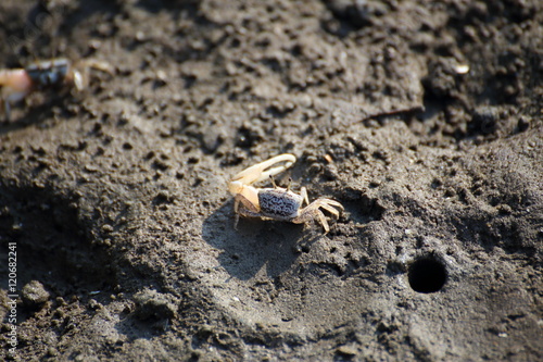 fiddler crab in mangrove forest Thailand
