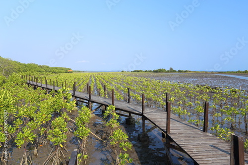 Mangrove trees of Thung Prong Thong forest in Rayong at Thailand