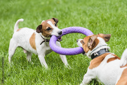 Fototapeta Naklejka Na Ścianę i Meble -  Two dogs struggle playing tug war game