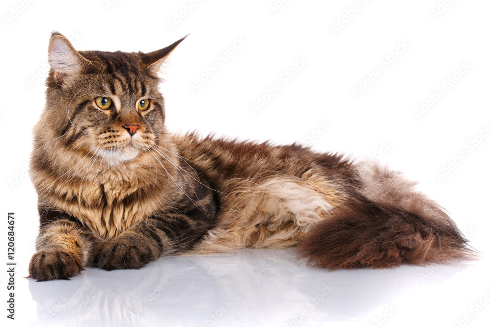 Fototapeta premium Maine Coon cat lying, isolated on white