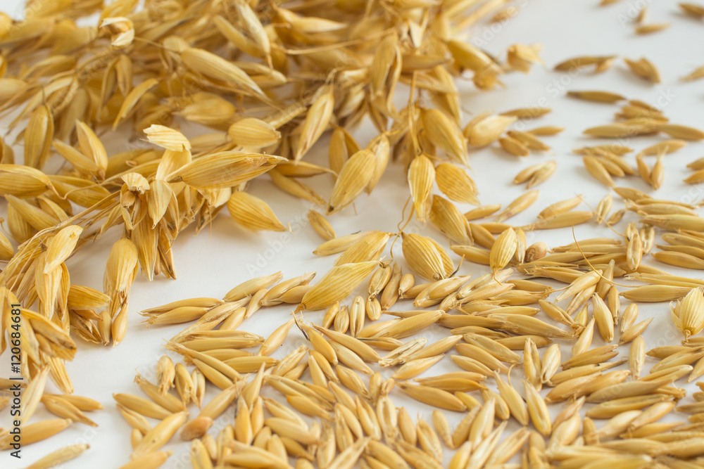 Twigs oats, grain oats on a white background Twigs oats, grain oats on a white background