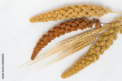 Two stalk of wheat, two twig yellow millet and one red millet 