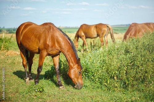 Red brown horse grazing in meadow