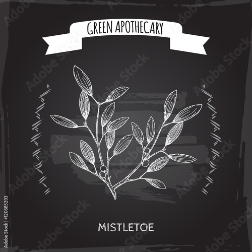 Viscum album aka mistletoe sketch on blackboard background.