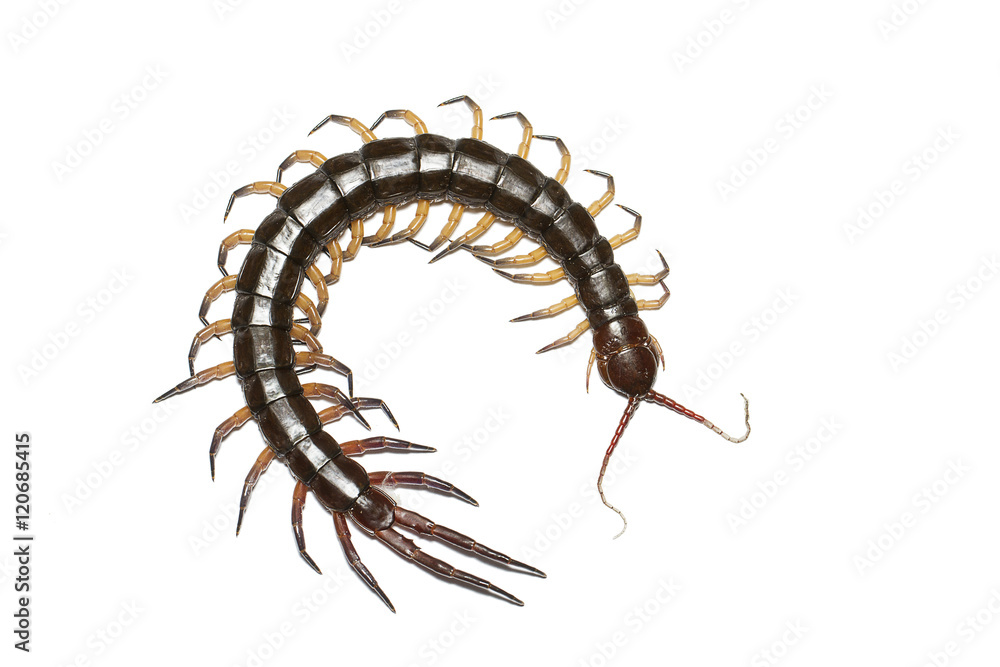 Fototapeta premium Centipede isolated on white background, with clipping path