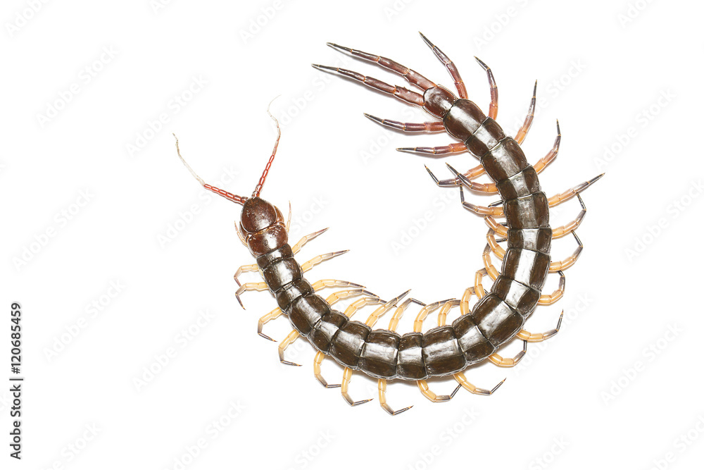 Fototapeta premium Centipede isolated on white background, with clipping path