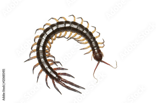 Centipede isolated on white background, with clipping path © shark749
