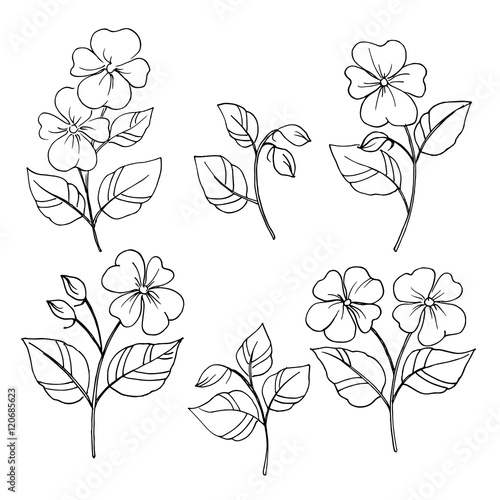 white black vector set of impatiens flowers on white decorative elements