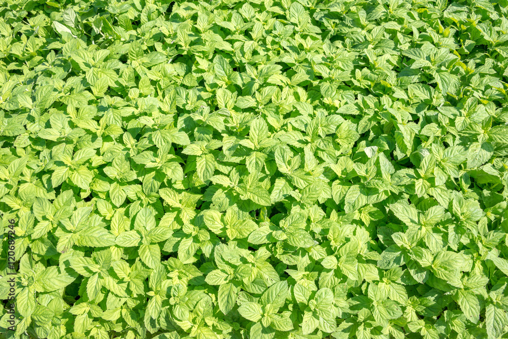Green basil field background Green basil field background