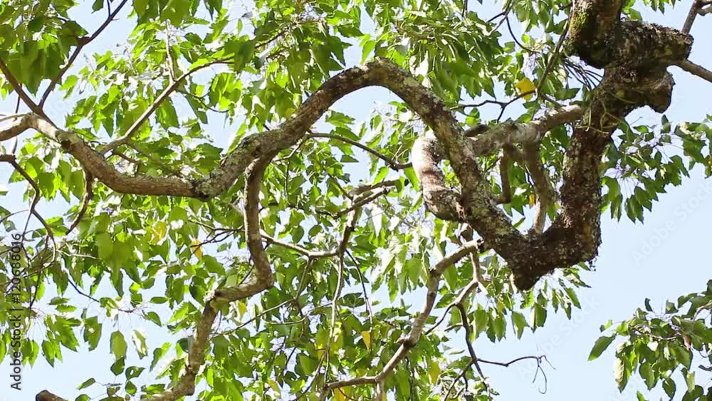 Folhas de árvore ao vento.