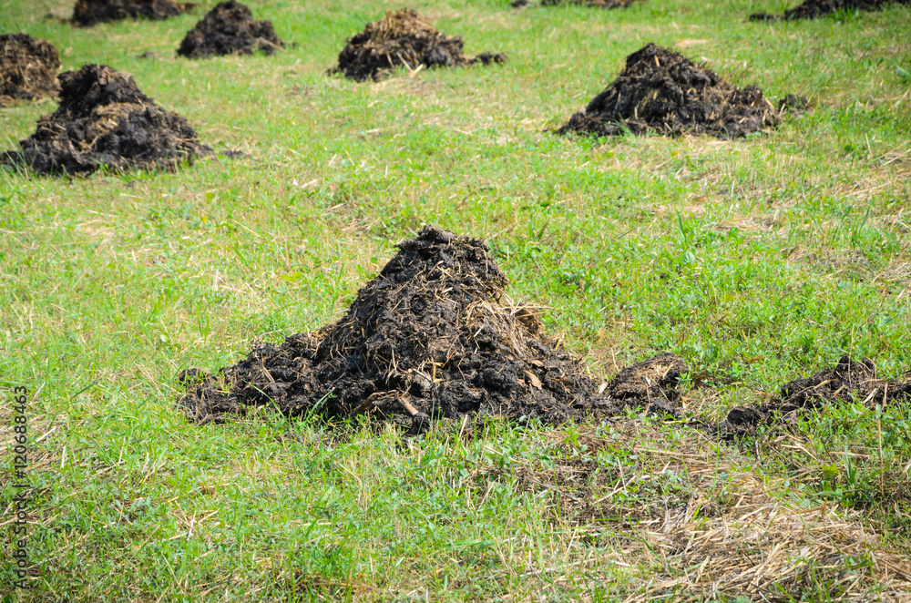 Fototapeta premium Manure fertilizer on cultivated field