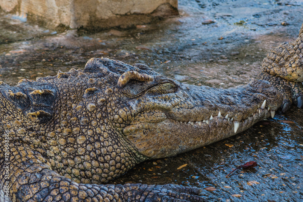 Fototapeta premium Close up Crocodile
