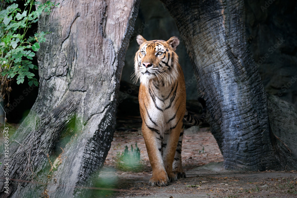 Obraz premium Tygrys bengalski w lesie