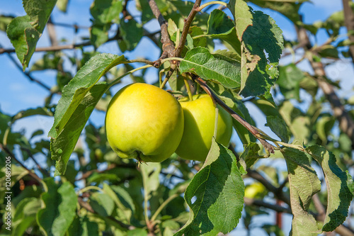 Shiny delicious green apples on a branch ready to be harvested i