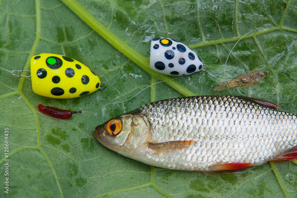 Close up view of single common rudd fish and fishing bait on nat Close up view of single common rudd fish and fishing bait on nat