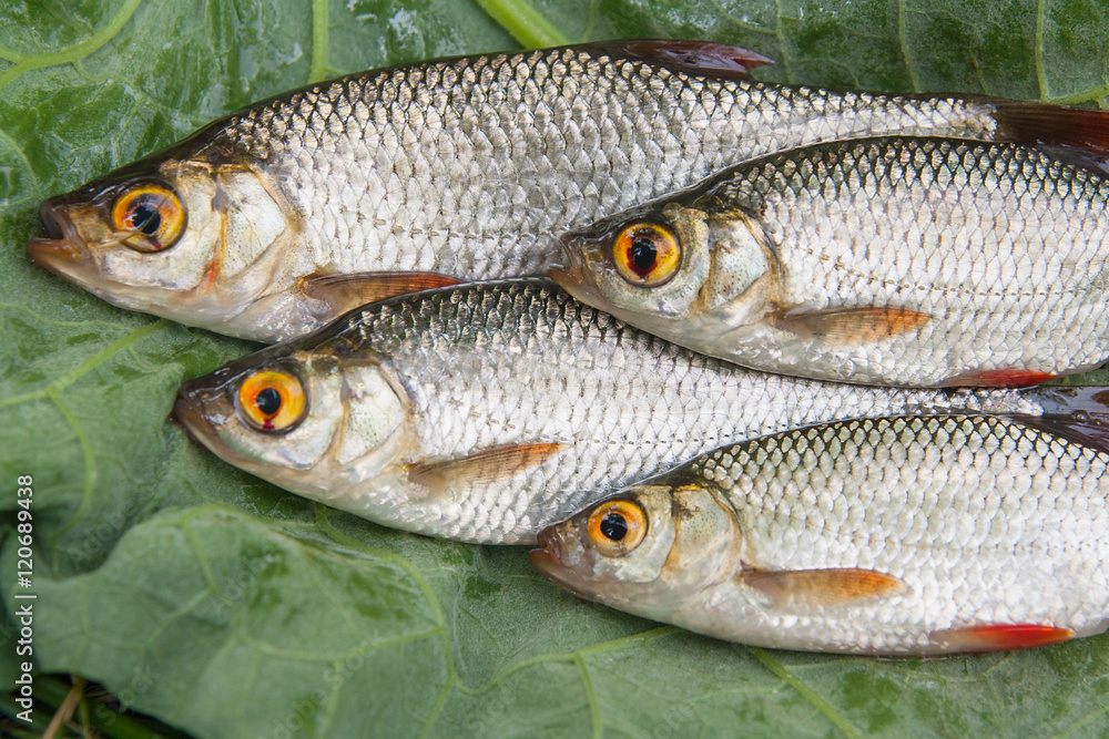 Several common rudd fish on natural background. Several common rudd fish on natural background.