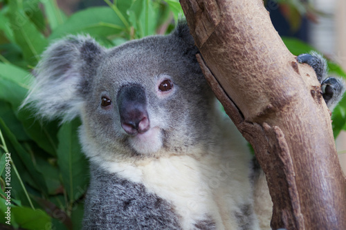 Fototapeta Naklejka Na Ścianę i Meble -  Koala Bear in zoo.