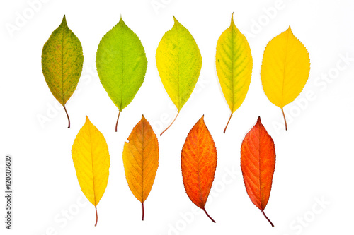 Collection autumn leaves of cherry tree isolated on white. With