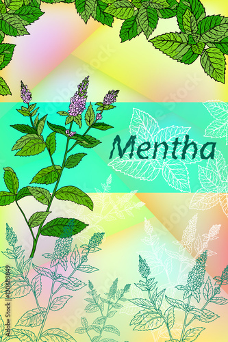 Herbal tea with Mint. Package design. Tea hand drawn sketch elements.