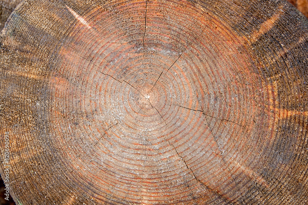 Wood texture of cutted tree trunk. Wood texture of cutted tree trunk.