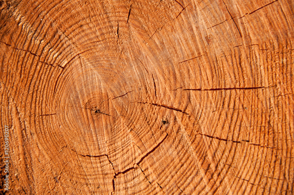 Fototapeta premium cut pine texture closeup.