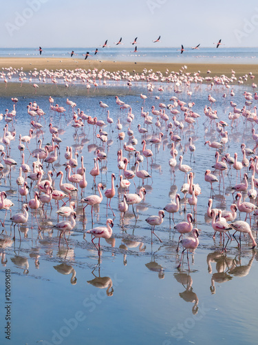 Group of flamingos on Walvis Bay Lagoon.