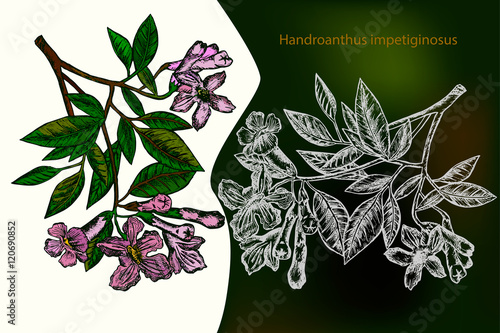 Handroanthus impetiginosus. Hand drawn design element. Drawing with chalk. photo