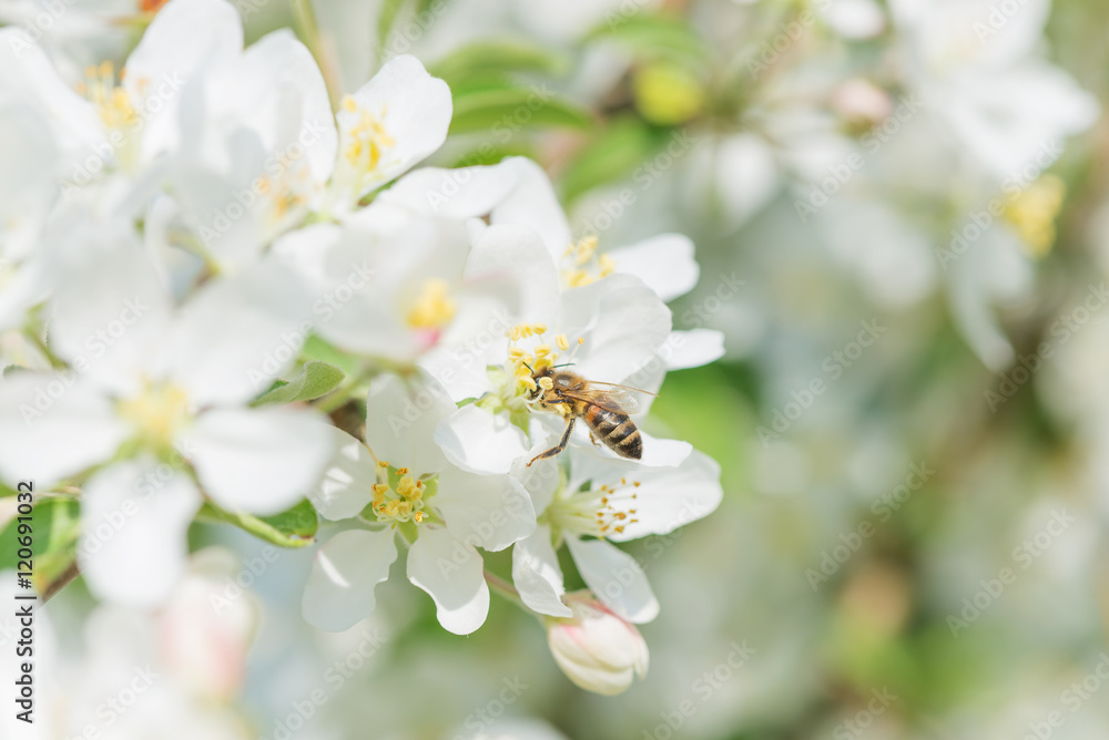 Bee melliferous on the flower of apple tree