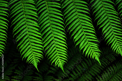 Green Fern leaf