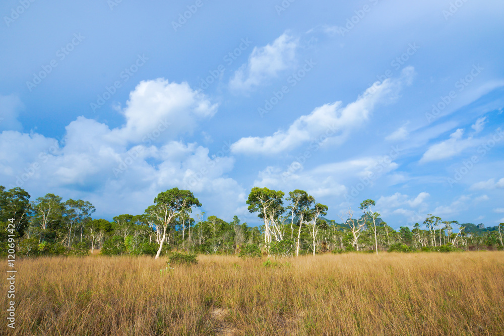 Savanna grasslands and tree, Thailand. Savanna grasslands and tree, Thailand.