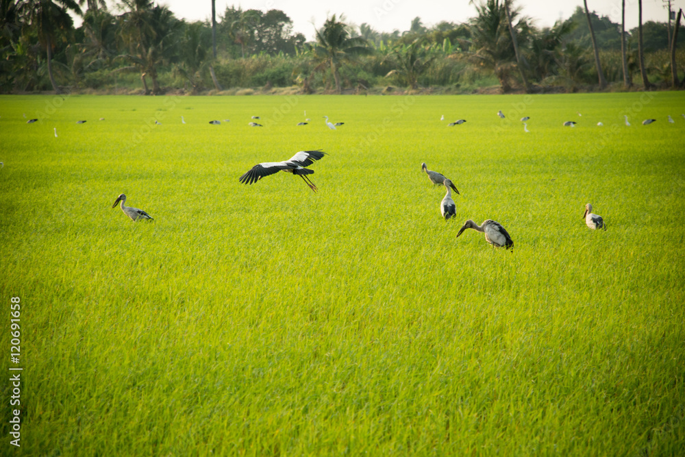 Obraz premium Rice fields