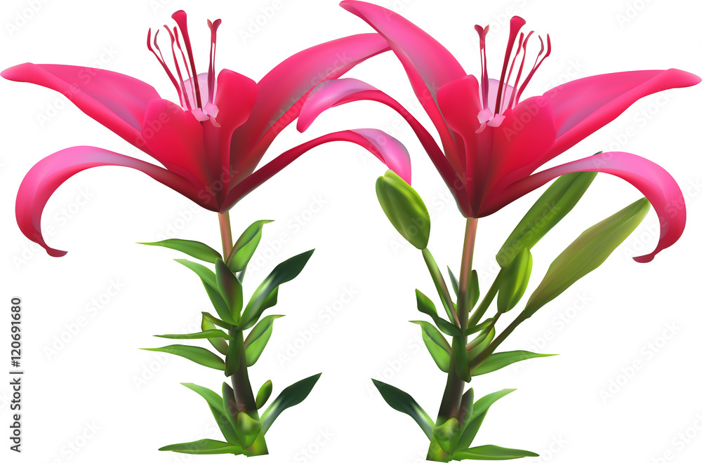 isolated on white two dark pink lilies