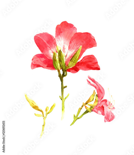 watercolor painting of leaves and flower  on white background
