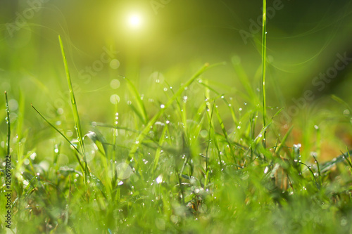 Fresh morning dew on spring grass, natural green light backgroun