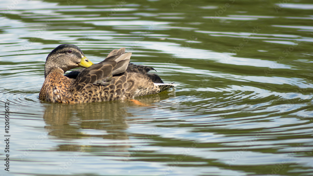 Wild female duck washing herself in the pond Wild female duck washing herself in the pond