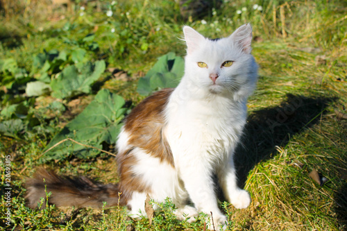 Cat sitting on green grass